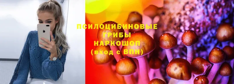 закладки  Искитим  Псилоцибиновые грибы Psilocybe 